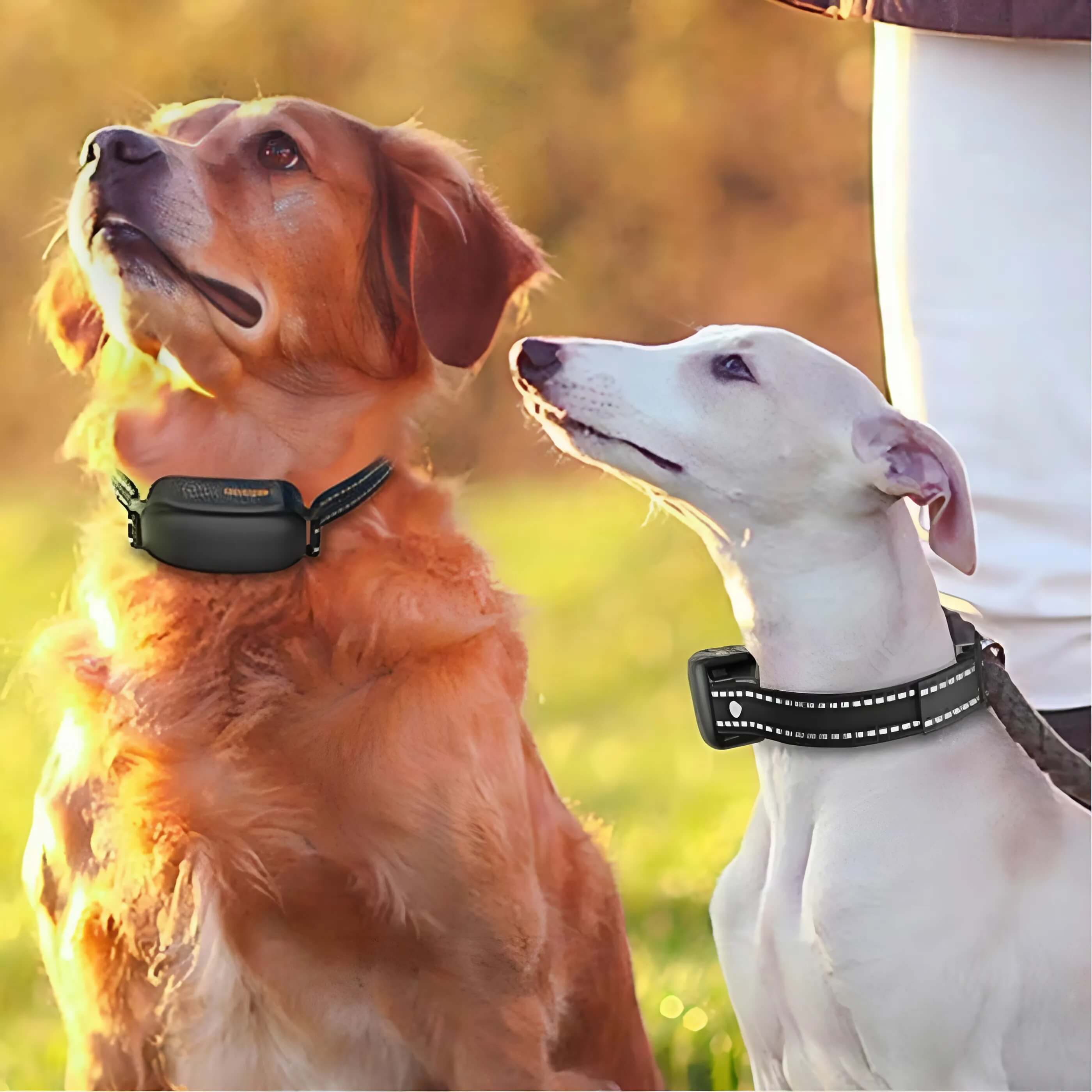 hentai mit vibrator E-Collar Tactical K9-400 - Erziehung main image 0